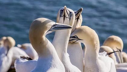 爱游戏APP_中国女足展现强大精神面貌，冲击国际荣誉