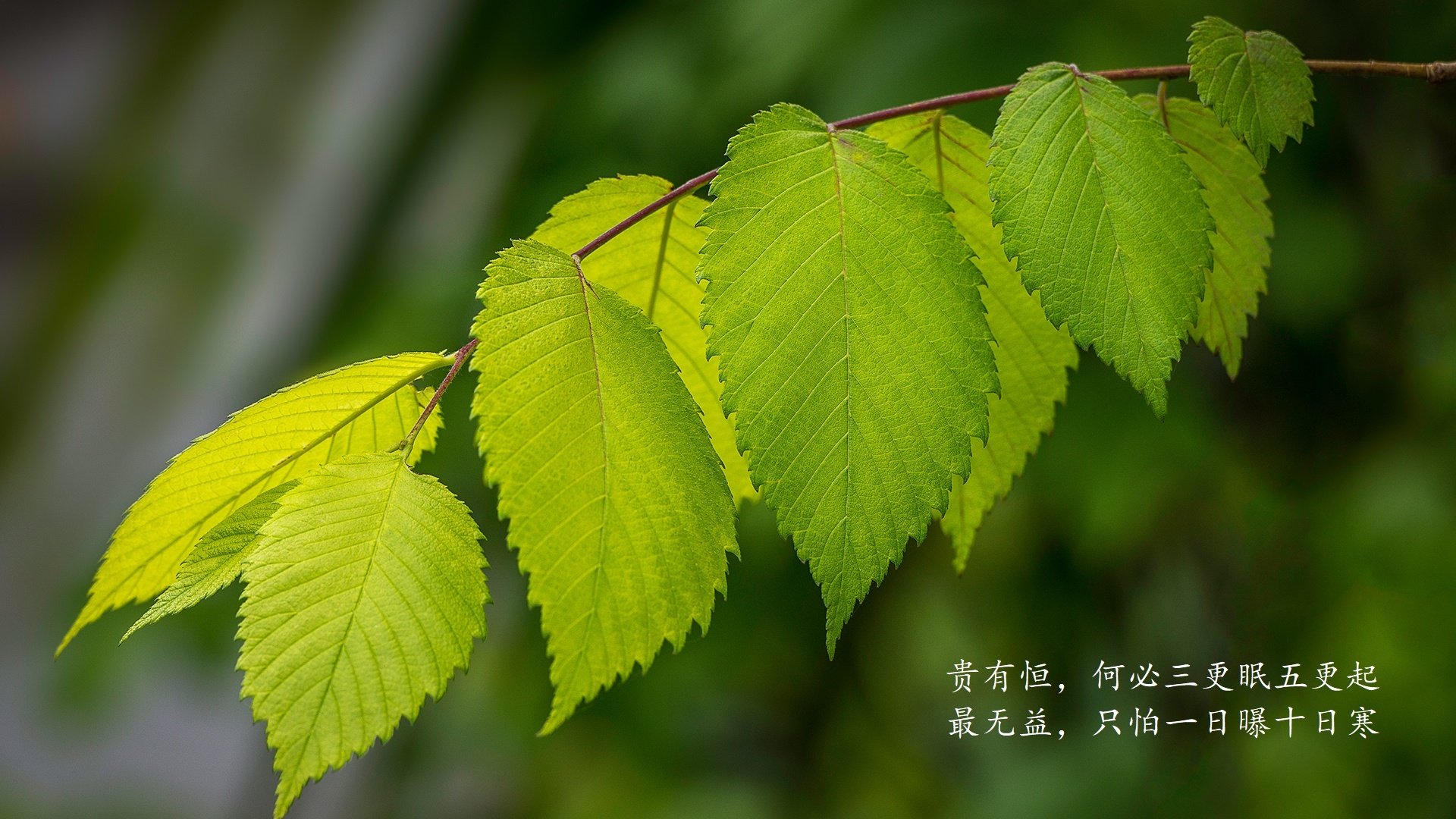 布莱顿客场惊喜取分，赛季表现亮眼，布莱顿首发