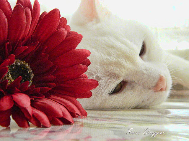 冰岛队怀抱胜利梦想迎战匈牙利篮球队，冰岛匈牙利历史比分