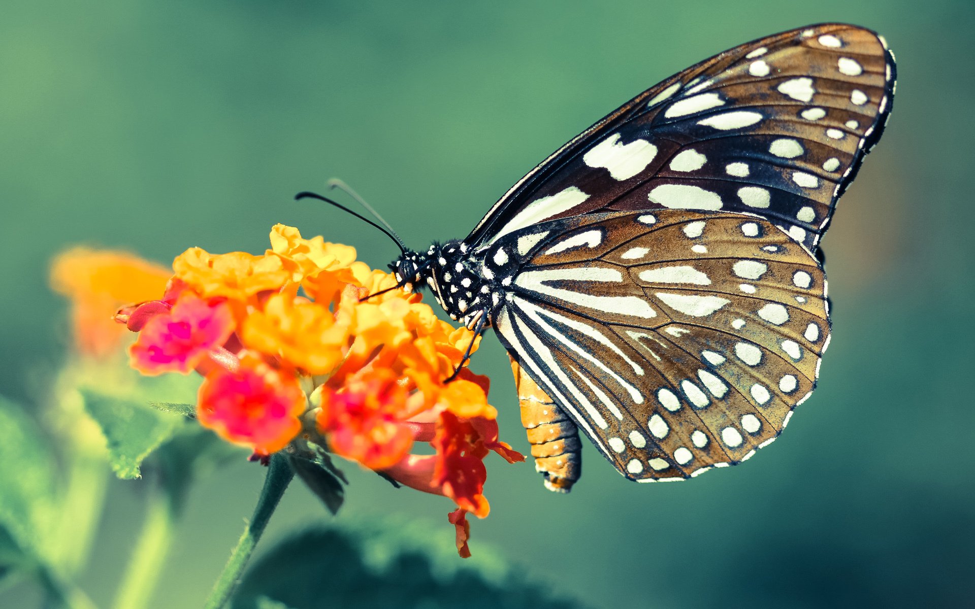 热火队明星球员表现稳定 赛季成绩料有所提升，热火队球员数据