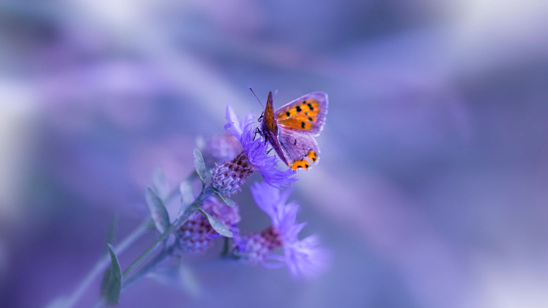 联盟收入分配是否应考虑球员资历，nba联盟收入怎么分配