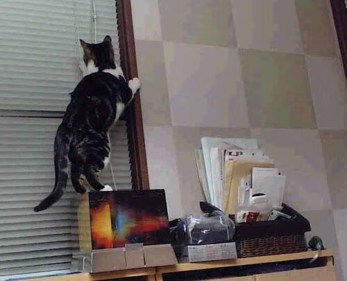 西汉姆联再度失利，保级形势艰难，西汉姆联怎么样