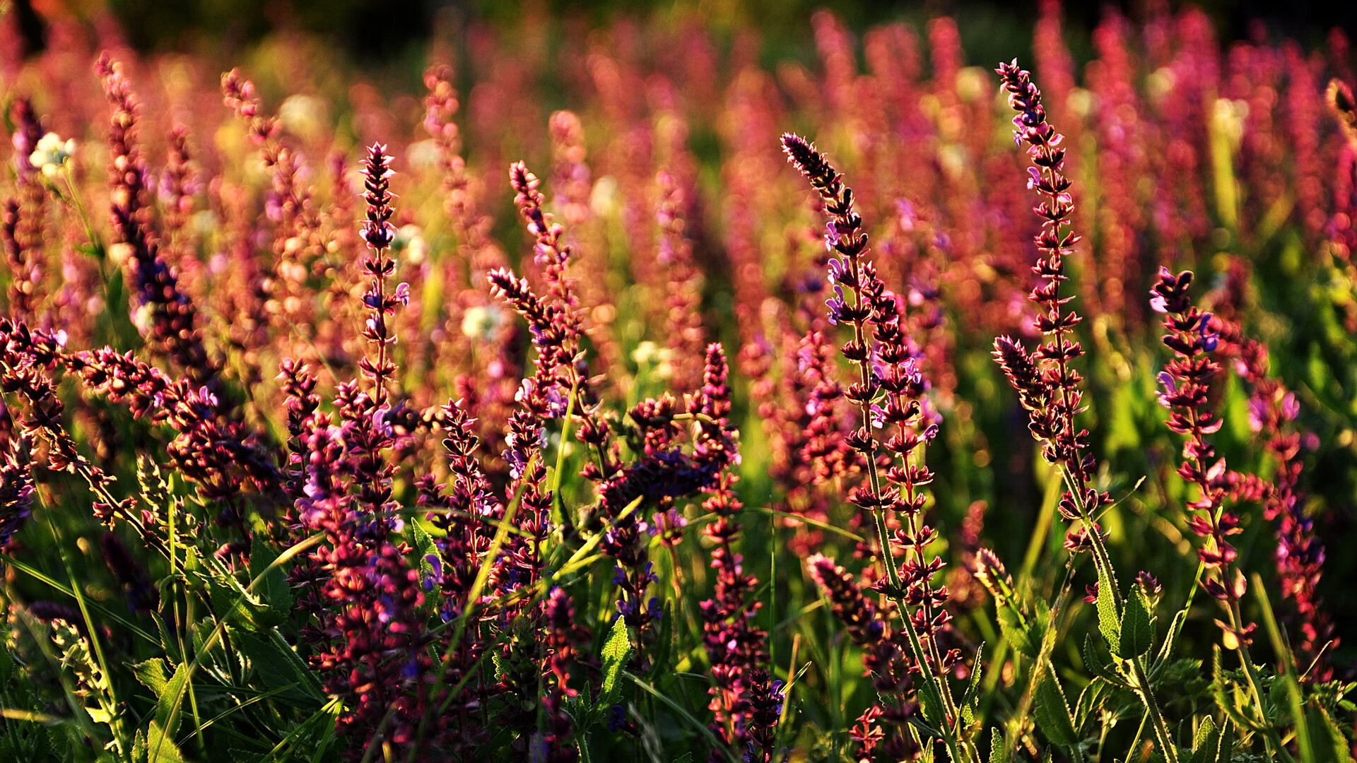意甲球迷忠诚计划对比赛日收入改善的作用，意甲忠诚球员