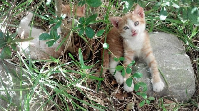 CBA联盟加强与国际联赛的深度合作，cba与国际篮球区别