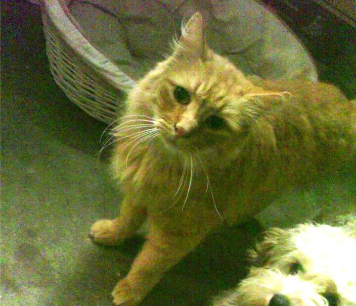 乒乓球新赛制公布，比赛时间缩短更紧凑，乒乓球新比赛规则