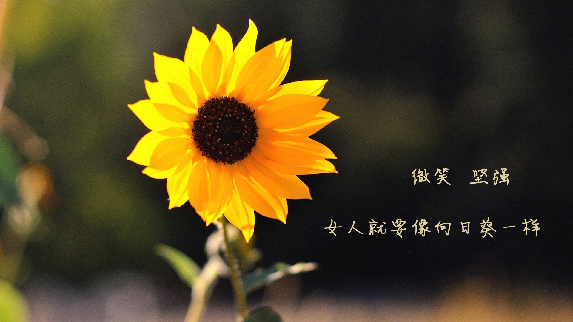 “帕布罗·马特拉的全能防守，助美洲狮队在全球橄榄球赛场中脱颖而出”