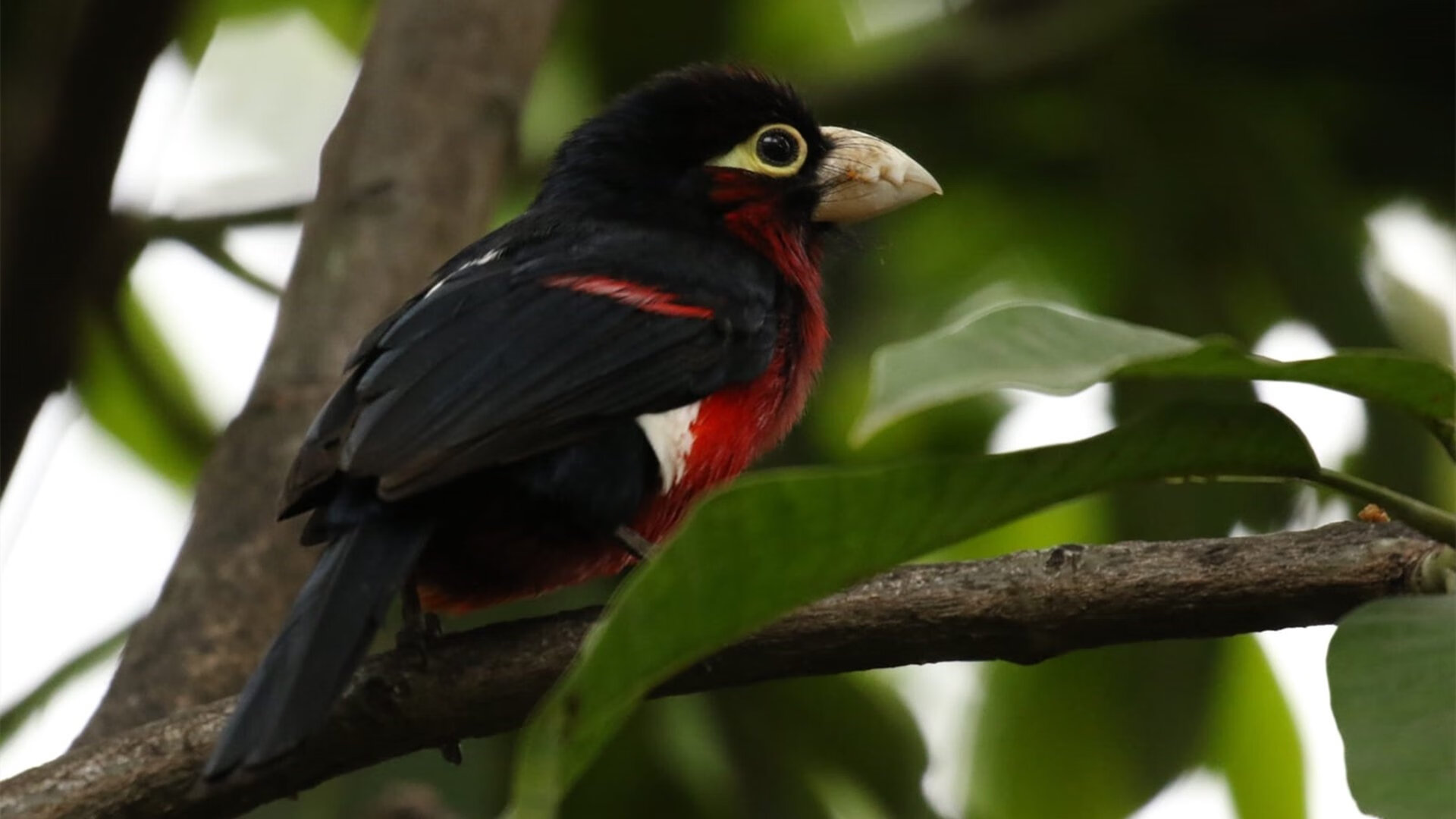 体育直播平台签约多位篮球主播丰富联赛解说风格与体验，篮球主播简介