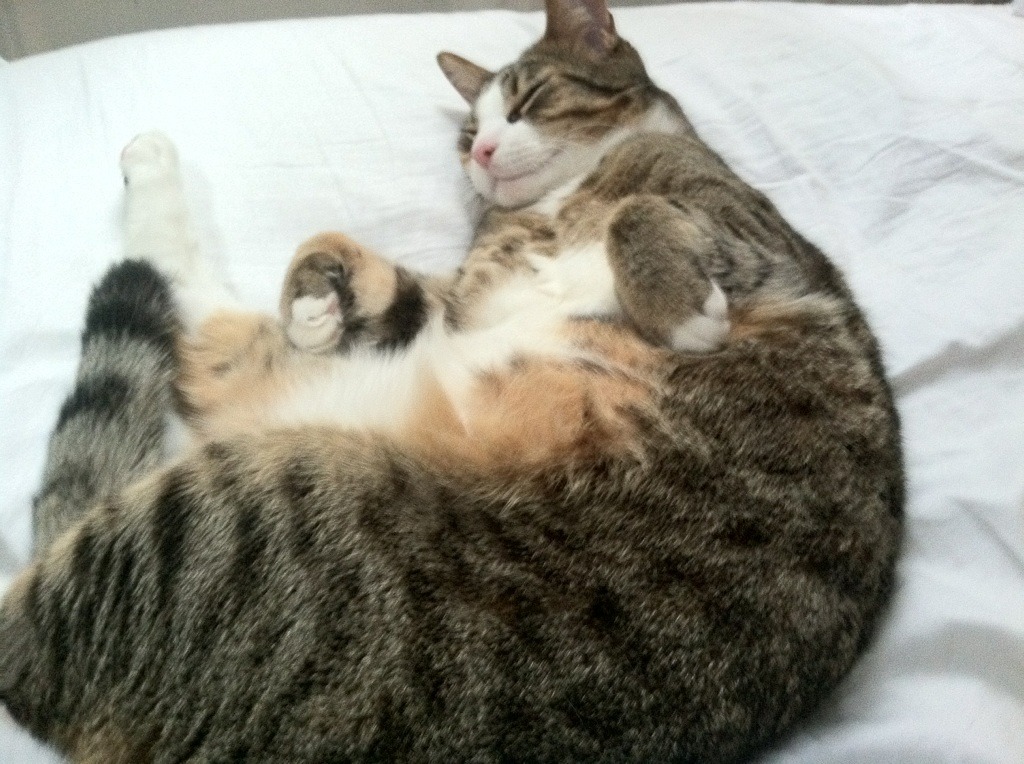 黎巴嫩男篮在西亚锦标赛中奋勇打拼，冲击奥运大门，黎巴嫩男篮12人名单